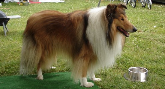 Remu Collie